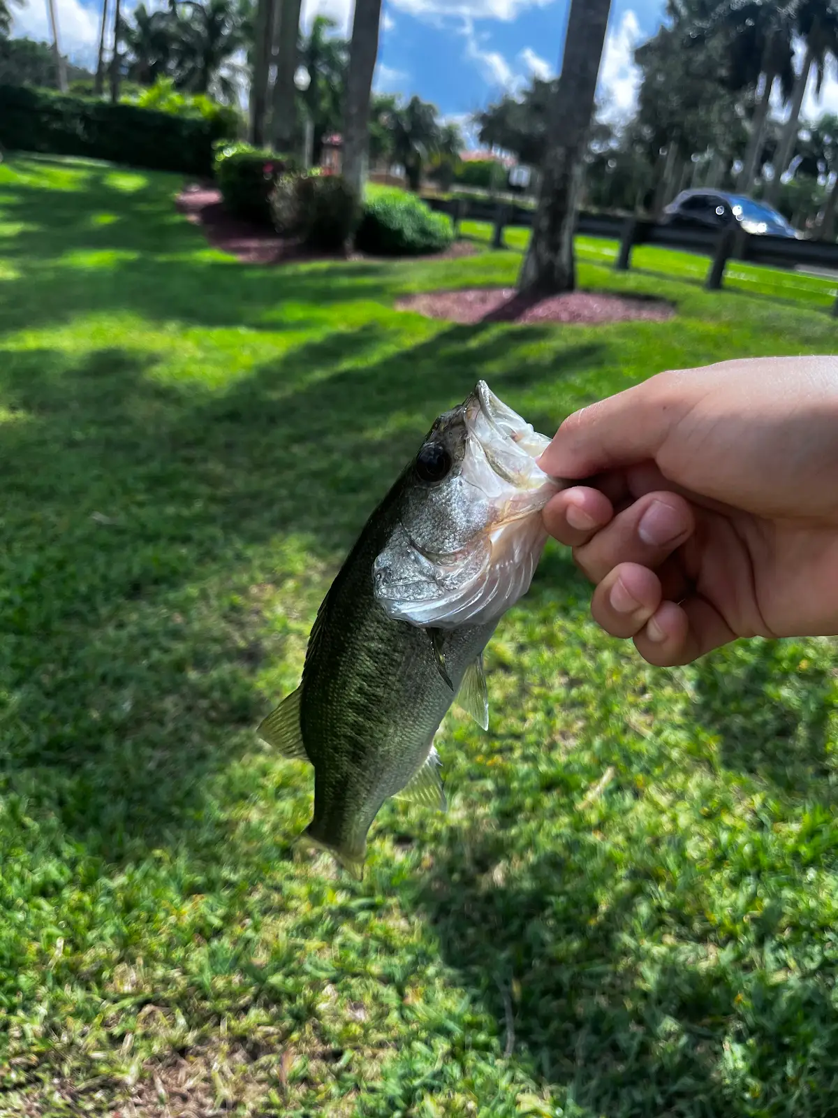 A hand holding a small bass caught on a neighborhood lawn