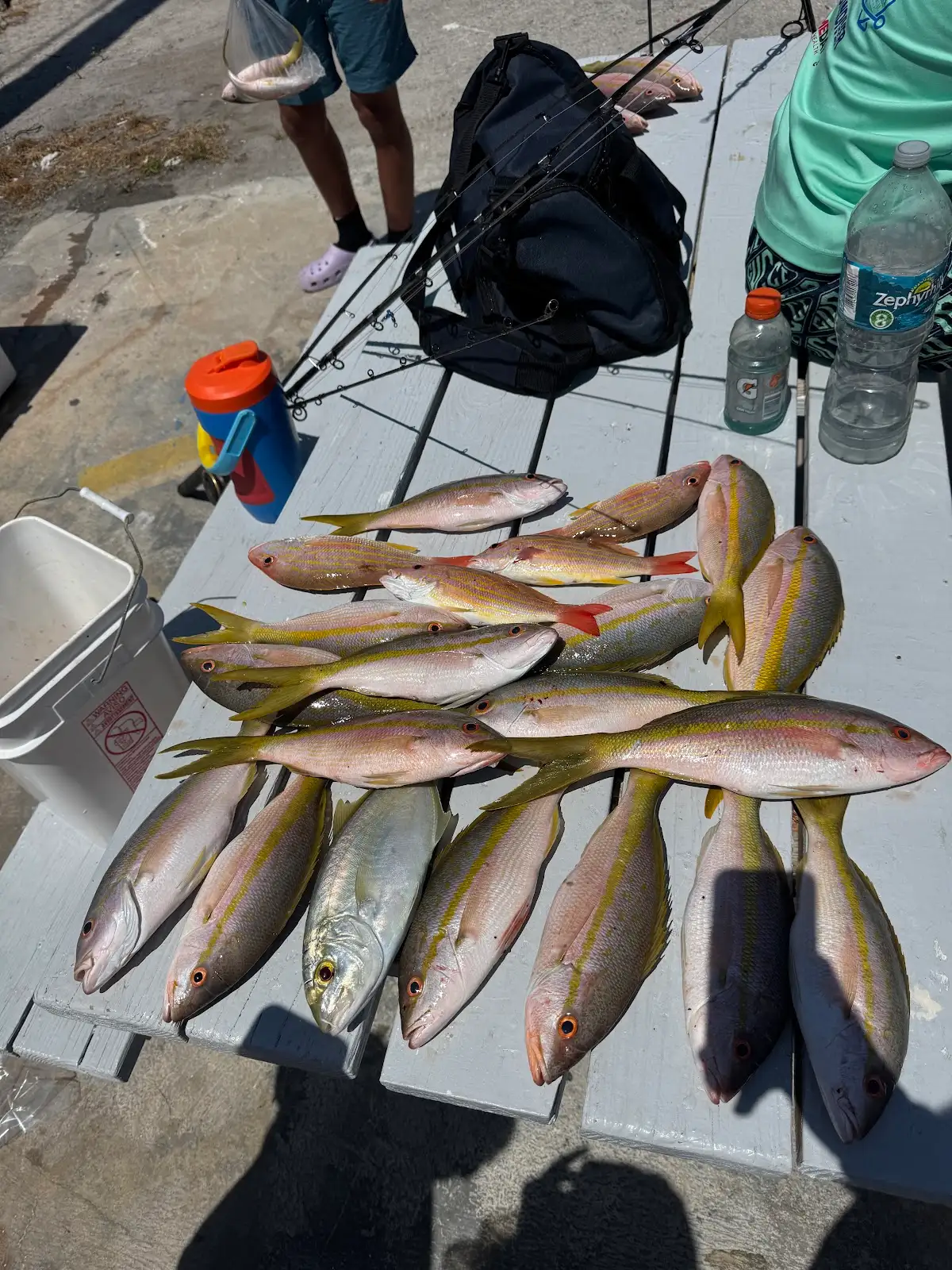 A pile of yellowtail snapper laid out on a picnic table after a charter trip